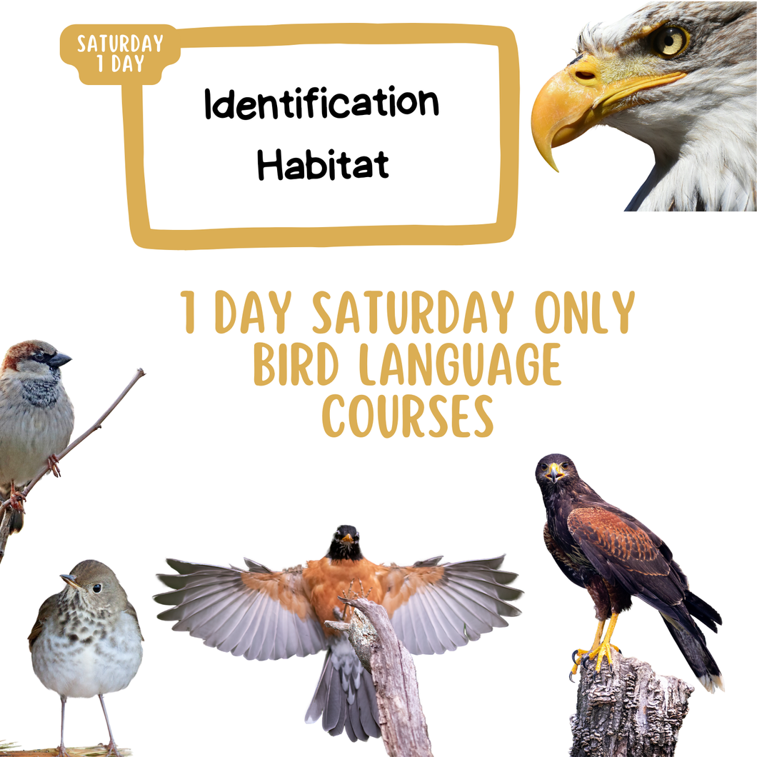 Bird Language: 1 day (saturday)