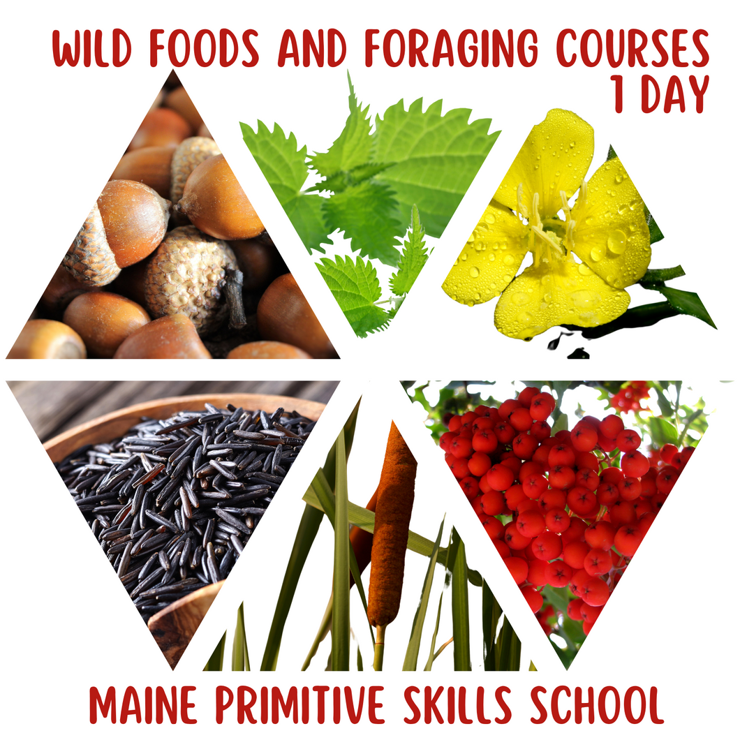 Foraging Courses: foods, medicinals and utilities 1 DAY