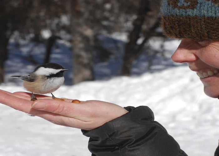 Nature Literacy: Bird Language Basics evening